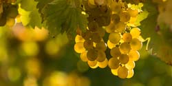 Vinos Riesling